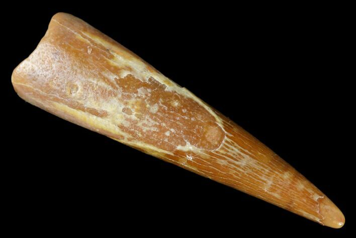Fossil Pterosaur (Siroccopteryx) Tooth - Morocco #178529
